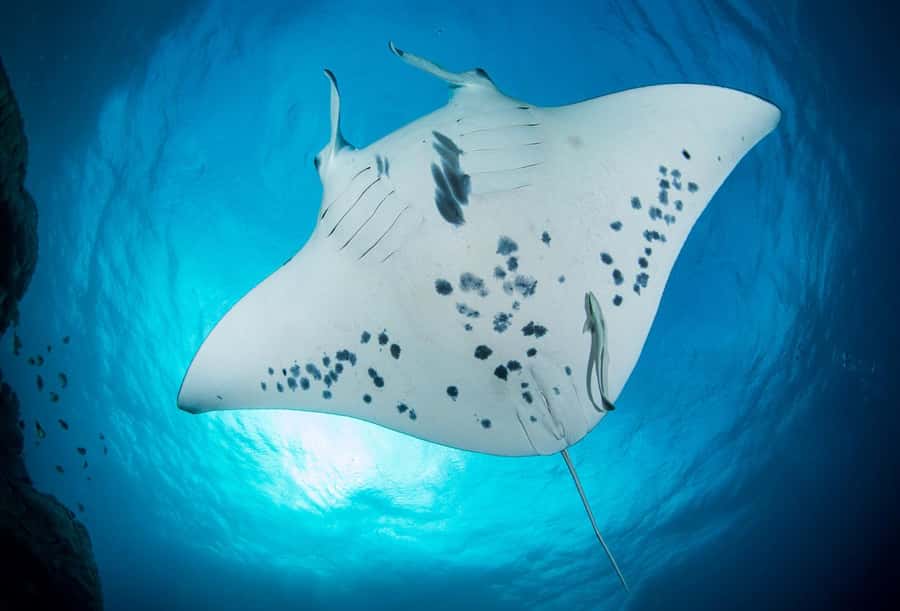 Bora Bora: Morning 2 tank dive for certified divers - Pickup, speedboat travel, and the first site