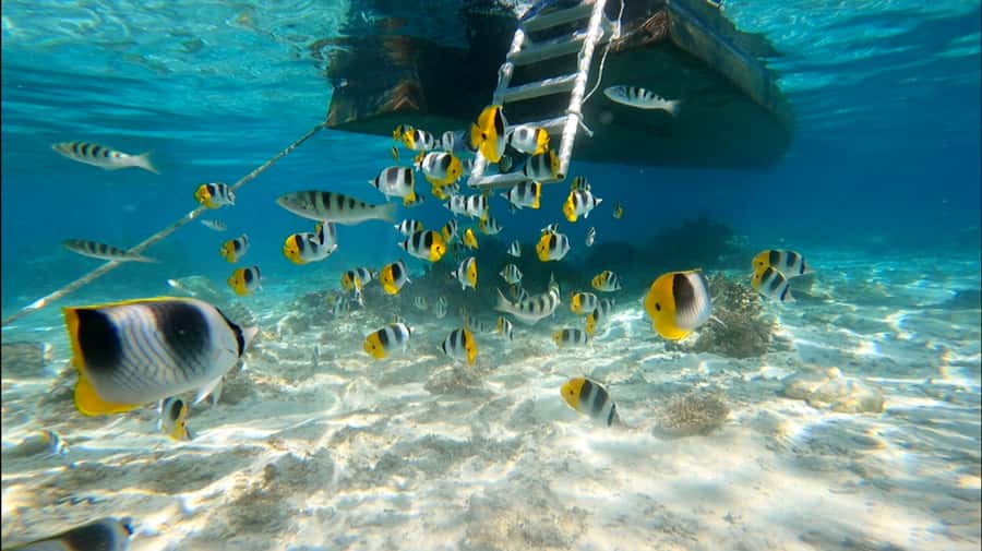 Bora Bora: Private 1/2 day lagoon safari tour - Key things to know before booking