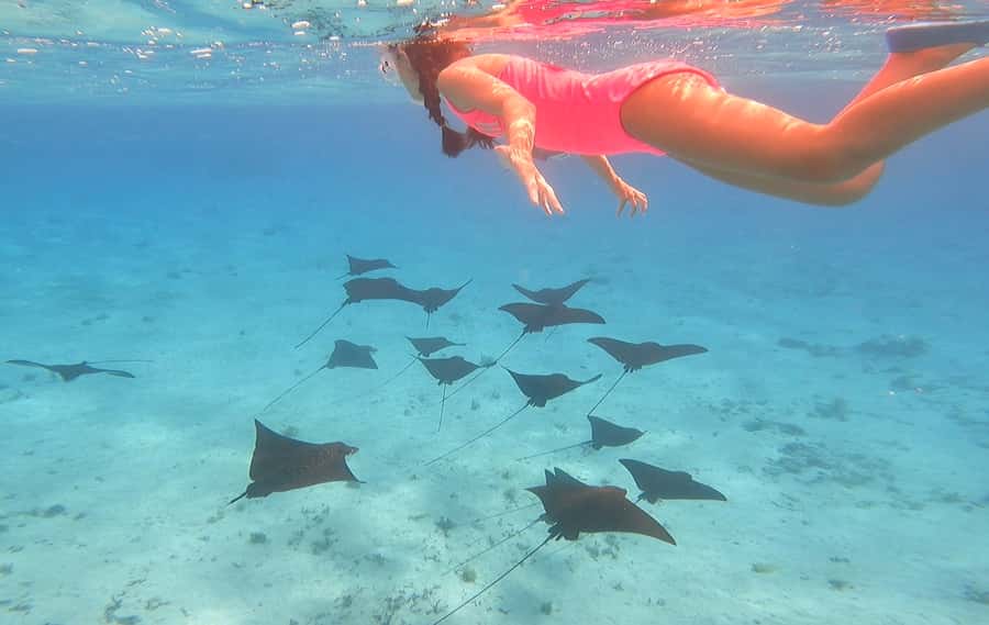 Bora Bora: Private 1/2 day lagoon safari tour - Stop one: the coral garden and tropical fish