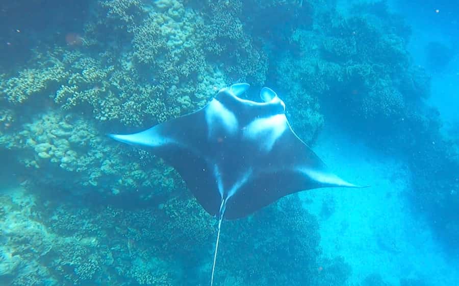 Bora Bora: Private 1/2 day lagoon safari tour - Stop three: blacktip reef sharks