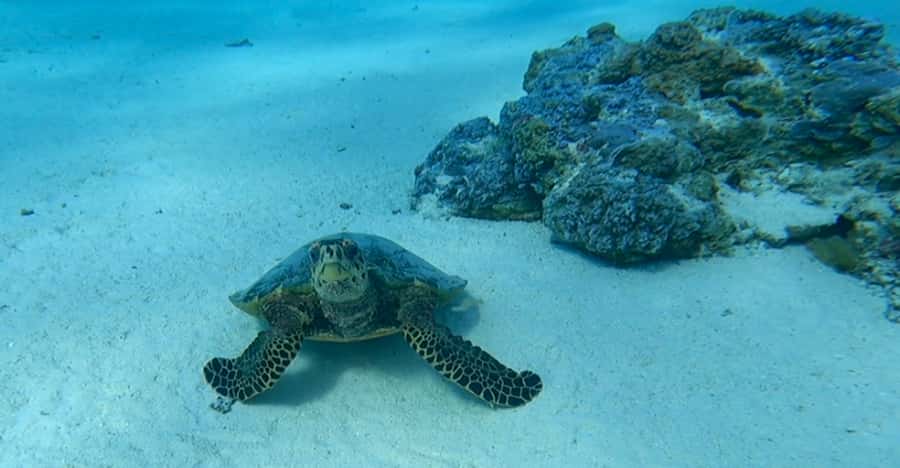 Bora Bora: Private 1/2 day lagoon safari tour - What to bring and what to leave behind