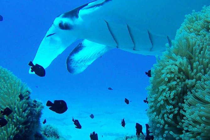 Bora Bora Private Lagoon Tours - Who Will Enjoy This Tour Most?