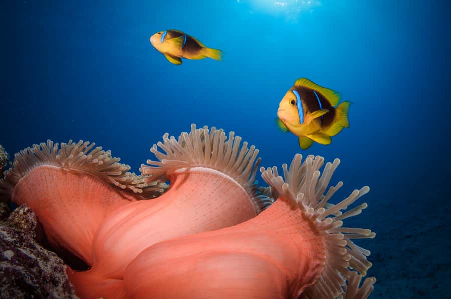 Bora Bora: Romantic Dive for Two People (Beginners) - Why This Works for Couples
