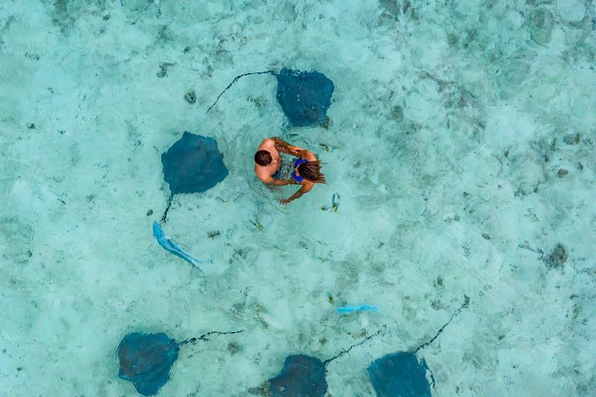 Bora Bora Snorkel Cruise by Polynesian Outrigger Canoe with BBQ Island Lunch - Sharks, stingrays, and rays bring the biggest thrills