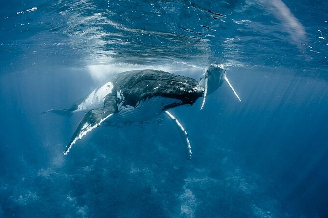 Bora Bora Whale Watching - Setting out from Bora Bora’s lagoon
