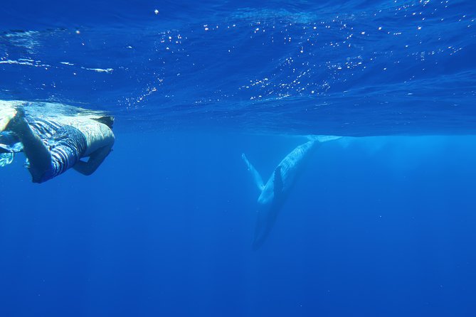 Bora Bora Whale Watching - Is $309.73 per person good value?
