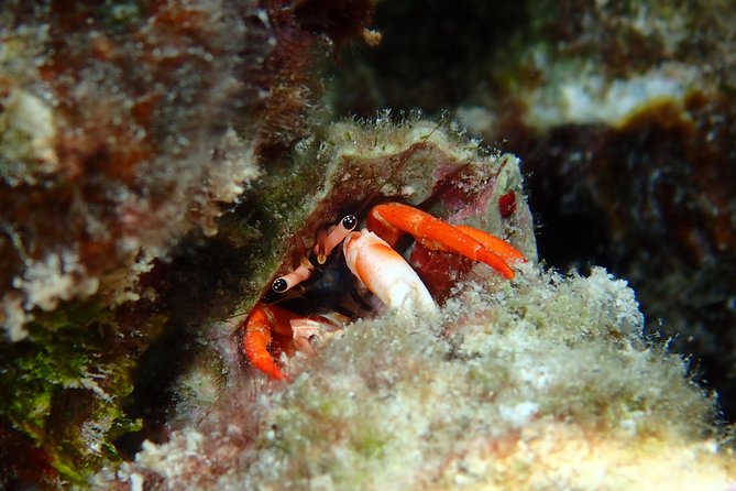 Combo Diving and Snorkeling Full Day Tour - Morning pickup and the H2O Bora Bora start