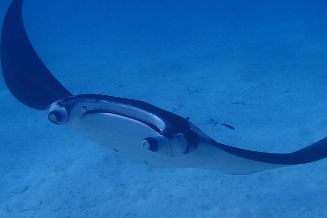 Combo Diving and Snorkeling Full Day Tour - Afternoon snorkeling in Bora Bora’s lagoon