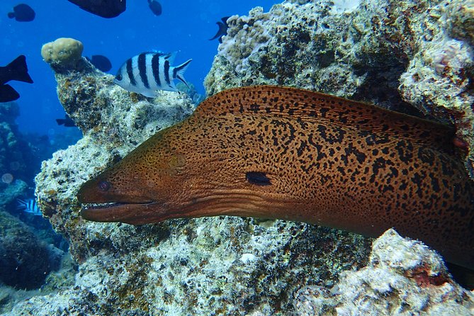 Combo Diving and Snorkeling Full Day Tour - What the strongest praise tells you