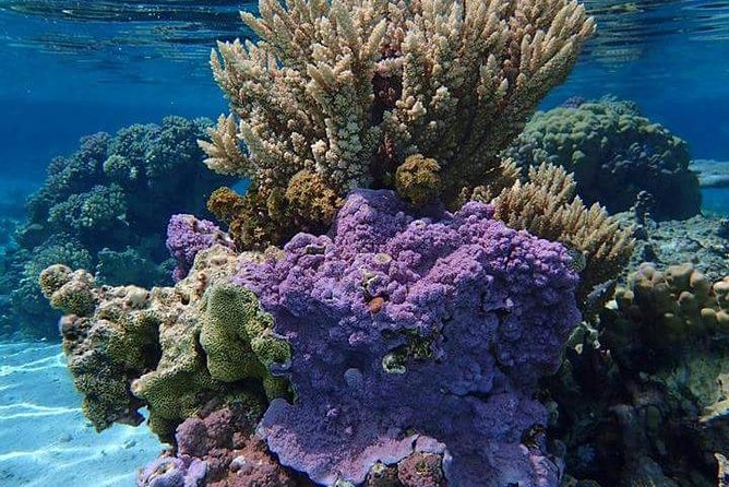 Combo Diving and Snorkeling Half-Day Tour - What makes this Bora Bora tour different