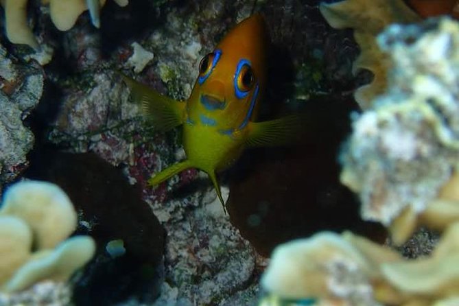 Combo Diving and Snorkeling Half-Day Tour - The first stop: a one-tank scuba session