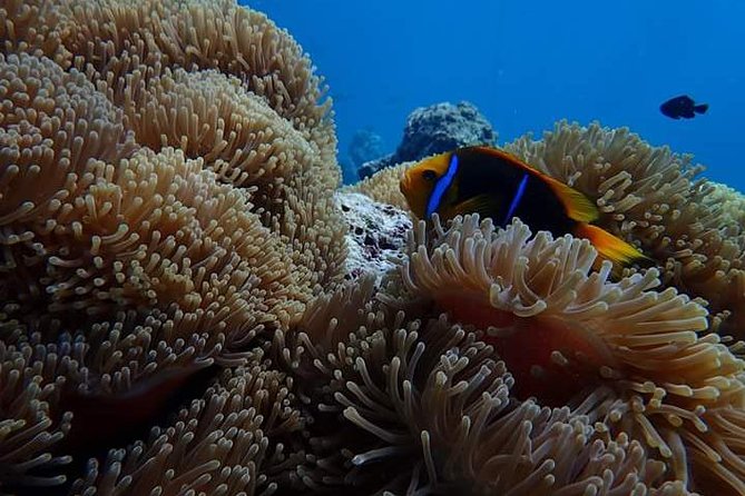 Combo Diving and Snorkeling Half-Day Tour - Two snorkeling locations after scuba