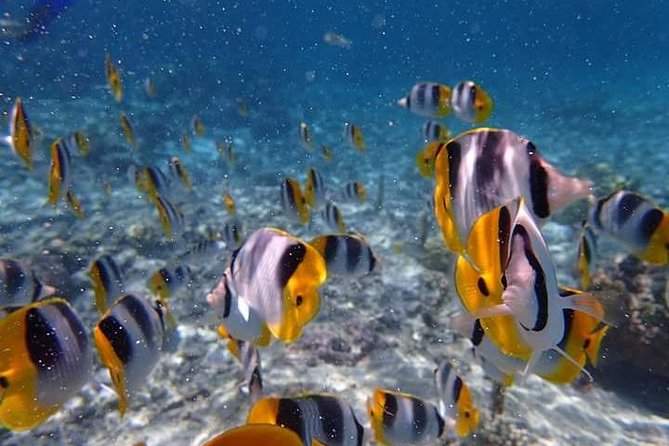 Combo Diving and Snorkeling Half-Day Tour - Equipment, towels, water, and the small comforts