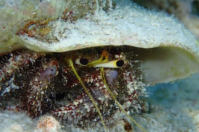 Combo Diving and Snorkeling Half-Day Tour - Why the private format matters at $950