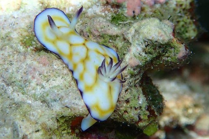 Combo Diving and Snorkeling Half-Day Tour - Who will enjoy it most