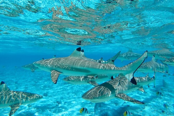 Combo snorkeling + motu lunch + jet ski group tour full day - Who will enjoy this day most