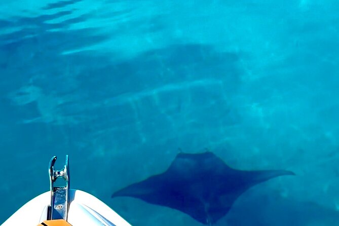 Crazy sea horse Bora Bora Comfortable boat, snorkeling and lunch - What to bring and what to confirm