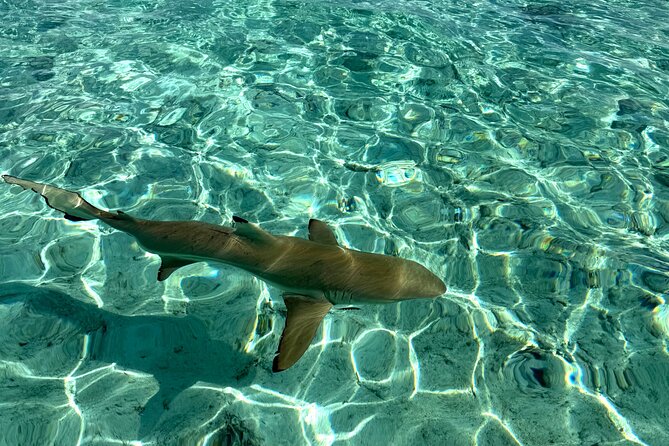 Crazy sea horse Bora Bora Comfortable boat, snorkeling and lunch - Final call: should you book Crazy Sea Horse?