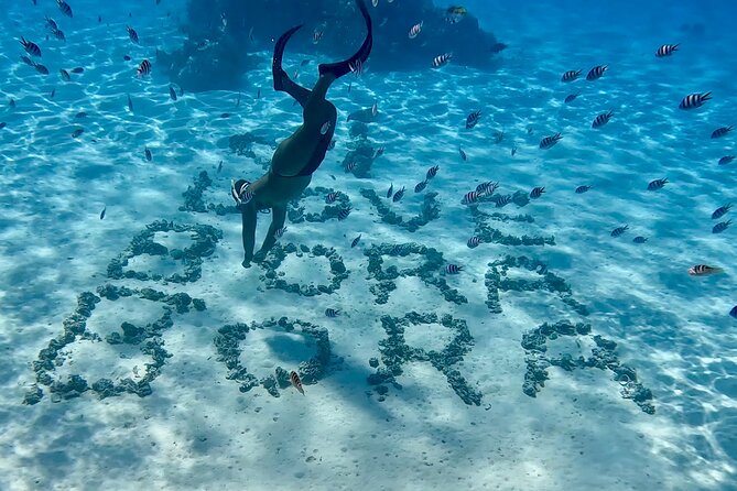 Crazyseahorseborabora Comfortable boat , sensational snorkeling . - Swimming with black-tip sharks and stingrays