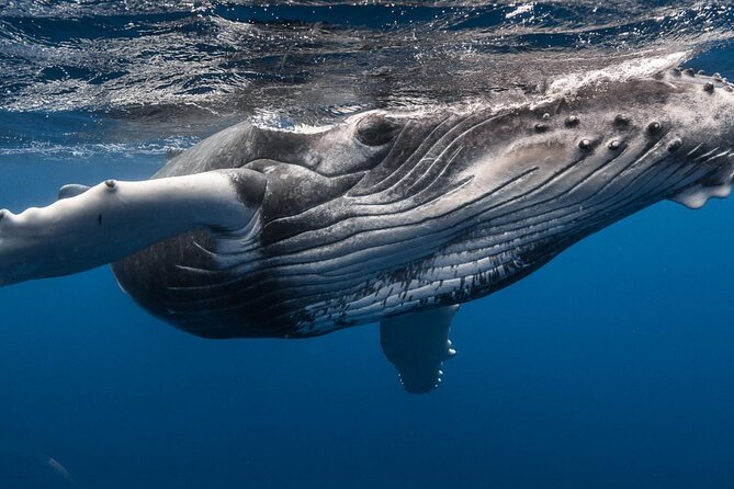 DEEP SEA FISHING 1/2 day (private group) - Mountain views and the open ocean