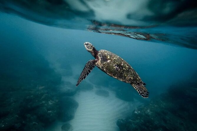 Discover the Beauty of Polynesian Waters by Boat and Snorkeling - A short boat ride into Tahiti’s underwater world