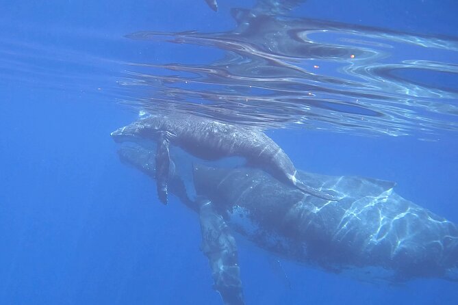 Discover the Beauty of Polynesian Waters by Boat and Snorkeling - Is $151.83 a fair price?