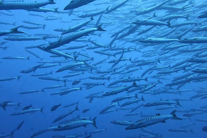 Discover the Beauty of Polynesian Waters by Boat and Snorkeling - Weather, cancellations, and smart planning
