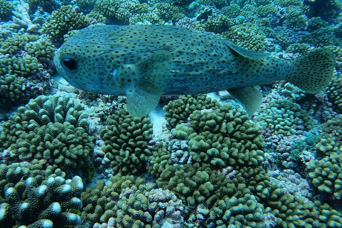 Discover the Beauty of Polynesian Waters by Boat and Snorkeling - Who will enjoy this Tahiti snorkeling trip?