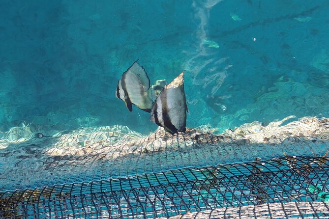 Discovery of the Tahiti Teahupo'o Jurassic Tour peninsula - Vairao: aquaculture, reef water, and the first swim