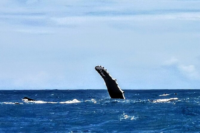 Discovery of the Tahiti Teahupo'o Jurassic Tour peninsula - Te Pari: cliffs, a cave, and a more active stretch