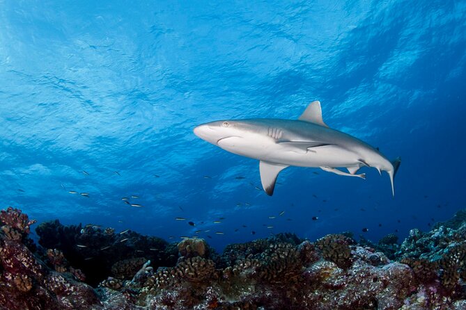 Diving day - What This Tahiti Morning Actually Includes