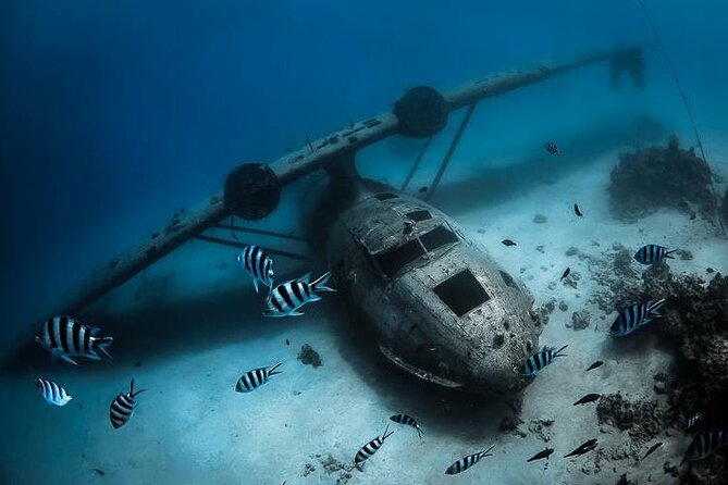 Diving day - First Site: Reefs, Springs, or the Aquarium