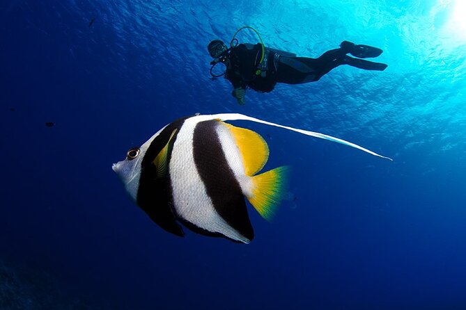 Double Diving Adventure Exploration for Certified Divers - Two Tahitian underwater sessions in one morning