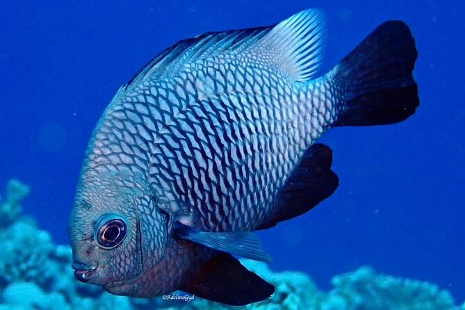 Double Diving Adventure Exploration for Certified Divers - Equipment, boats, and preparation