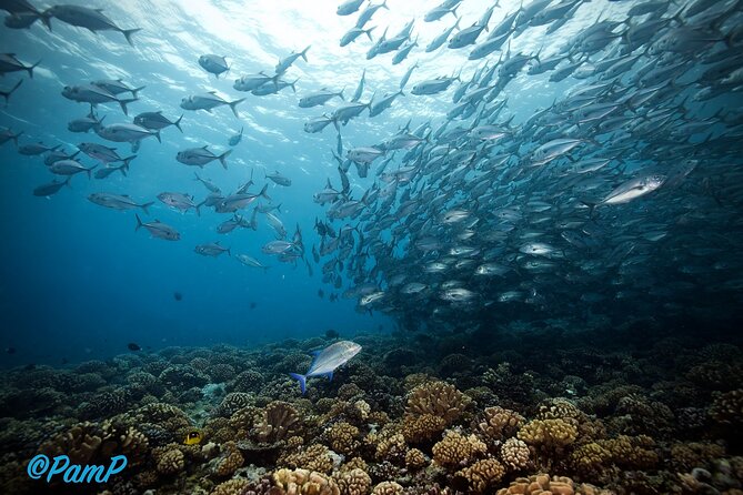 Double Diving Adventure Exploration for Certified Divers - Reefs, turtles, rays, and the thrill of looking closely