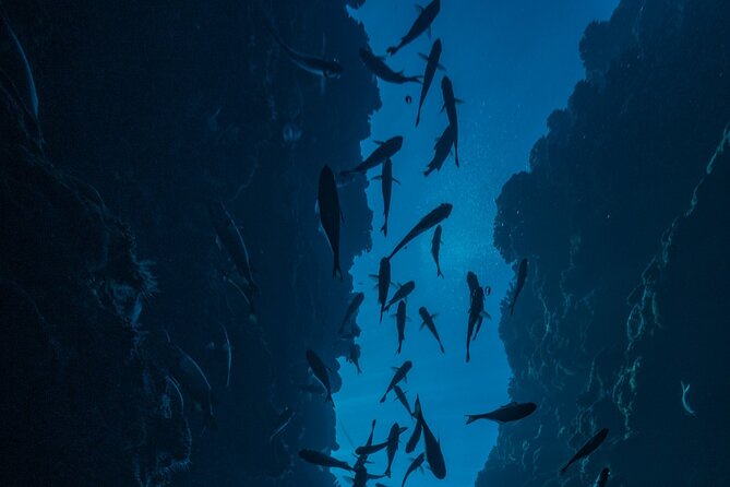 Double Diving Adventure Exploration for Certified Divers - Responsible practices in Tahiti’s marine environment