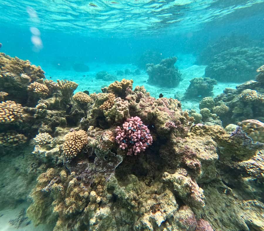 E-Board private tour of Moorea lagoon - Cruising Through the Lagoon’s Blue Shades