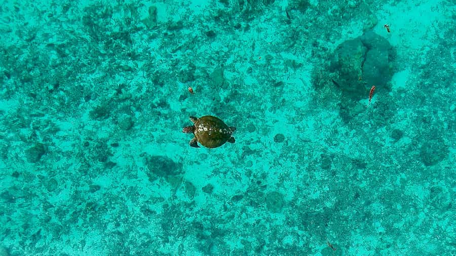 E-Board private tour of Moorea lagoon - Photos, Videos, and the Drone Option