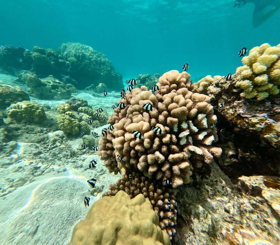 E-Board private tour of Moorea lagoon - Is $95 Per Person a Good Value?