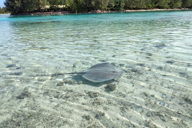 Eco guided excursion to the lagoon of Moorea in a transparent kayak Afternoon 2h - The eco-friendly details that matter