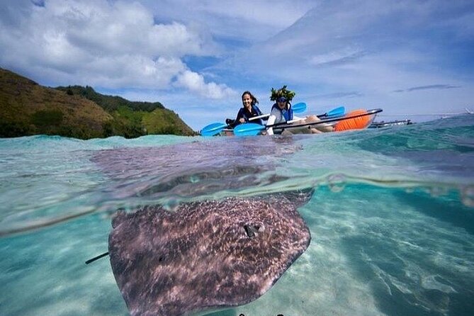 Eco guided excursion to the lagoon of Moorea in transparent kayak 1/2 day morning - What this Moorea lagoon tour is really like