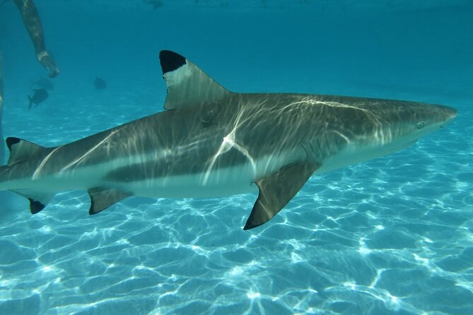 Eco Kayak Excursion in Moorea Lagoon for a Day - Key points to know before you book