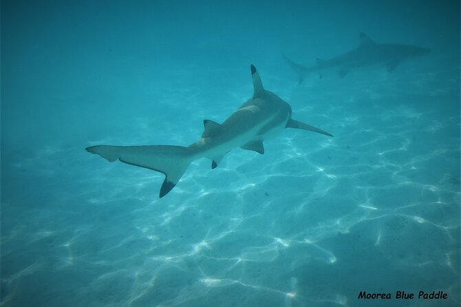 Eco Kayak Excursion in Moorea Lagoon for a Day - White sand, mountain views, and a pause on the motu