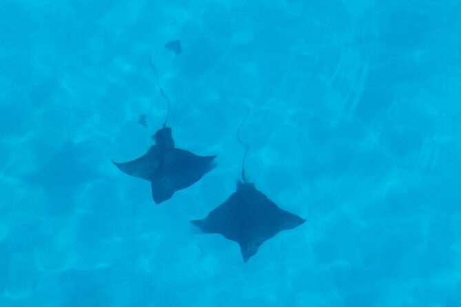 Eco Kayak Excursion in Moorea Lagoon for a Day - Is $157.90 a fair price?