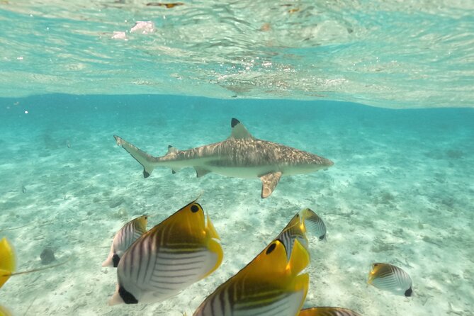 Exceptional Half day on the turquoise lagoon of Bora Bora - First stop: the Coral Garden in shallow water