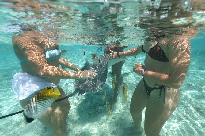 Exceptional Half day on the turquoise lagoon of Bora Bora - Second stop: stingrays and blacktip sharks