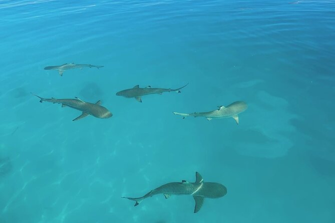 Excursion The Blue Lagoon and Reef Island - A full day across Rangiroa’s lagoon