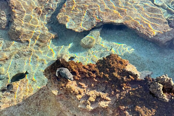Excursion The Blue Lagoon and Reef Island - The coral garden, Rangiroa’s natural aquarium