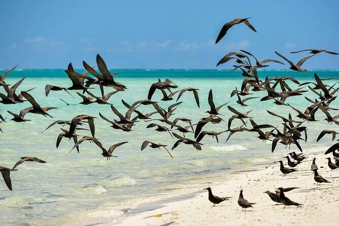 Excursion to Tetiaroa by Catamaran Visit Lunch Snorkeling - Is $235.69 a fair price?