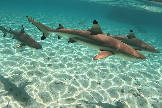 Exploration, Taha'a Lagoon Tour by Private Boat - Why This Private Lagoon Trip Works